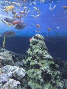 電車に乗ってお出かけをしよう（葛西臨海水族園）②