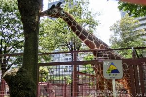 上野動物園へ行こう