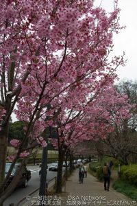 お花見ランチをしよう！③