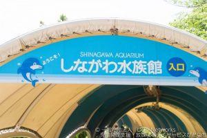 しながわ水族館へ行こう！①