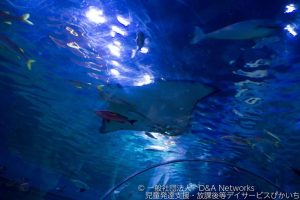 しながわ水族館へ行こう！②