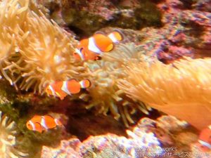 しながわ水族館へ行こう！②