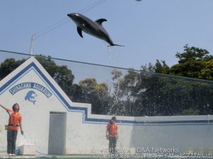 しながわ水族館へ行こう！①