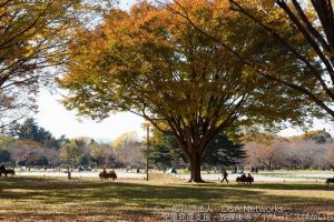 国営昭和記念公園に行こう！①