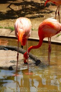 恩賜上野動物公園へ行こう！②