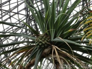 夢の島熱帯植物館へ行こう！②