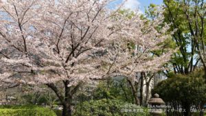 230401お花見をしよう！