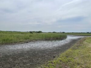 260531第1回しぜん探検隊（ひがた探検）①